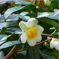 javaburn ingredients camellia