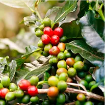 javaburn ingredients chlorogenic
